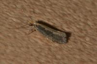 Monopis crocicapitella