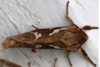 Korscheltellus lupulinus