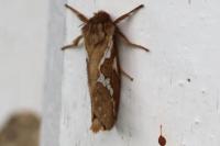 Korscheltellus lupulinus