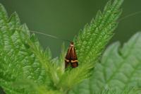 Nemophora degeerella