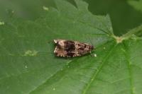 Celypha lacunana