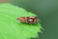 Olethreutes arcuella