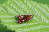 Olethreutes arcuella