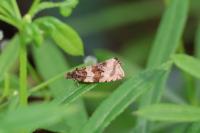 Orthotaenia undulana