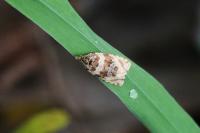 Orthotaenia undulana