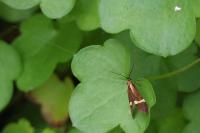 Nemophora degeerella