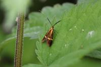 Nemophora degeerella