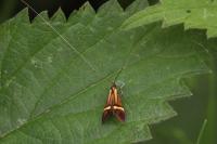Nemophora degeerella