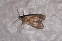 Phtheochroa inopiana