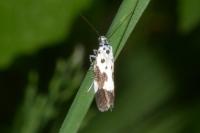 Ethmia quadrillella