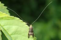 Adela australis