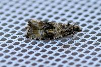 Celypha lacunana