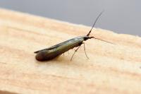 Coleophora