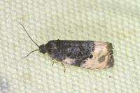 Metendothenia atropunctana