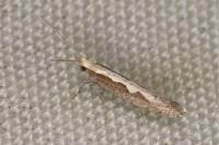 Plutella xylostella