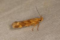 Mirificarma eburnella