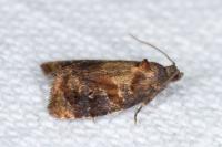 Ditula angustiorana