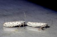 Yponomeuta