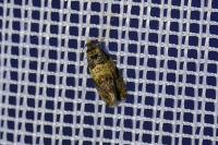 Celypha aurofasciana