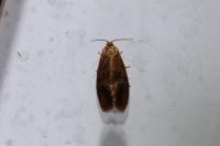 Ptycholoma lecheana