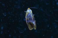 Ptycholoma lecheana