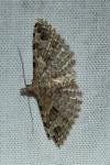 Alucita hexadactyla
