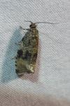 Celypha lacunana