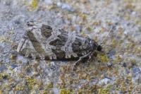 Celypha rivulana