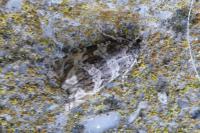 Celypha rivulana