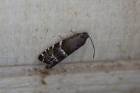 Cydia cosmophorana