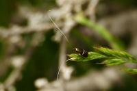 Adela australis