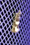 Epinotia demarniana