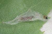 Cedestis gysseleniella