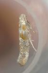 Cedestis gysseleniella