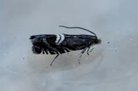 Grapholita