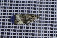 Apotomis sororculana