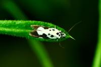 Ethmia quadrillella