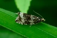 Celypha lacunana