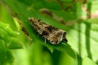 Celypha lacunana