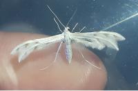 Wheeleria spilodactyla