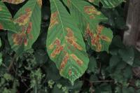 Cameraria ohridella