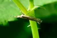 Plutella xylostella