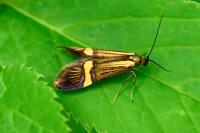 Nemophora degeerella
