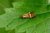 Nemophora degeerella