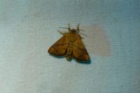 Apoda limacodes
