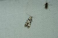 Pseudotelphusa scalella