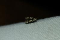 Teleiodes luculella