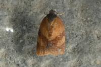 Cacoecimorpha pronubana