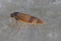 Cacoecimorpha pronubana