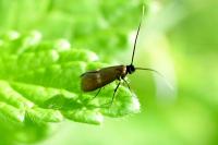 Cauchas fibulella